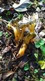 Leotia viscosa image