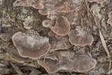 Trichaptum sector image