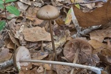 Entoloma hirtipes image