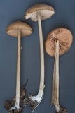 Entoloma hirtipes image