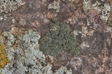 Psorula rufonigra image