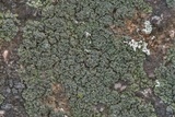 Psorula rufonigra image