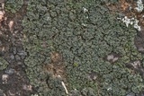 Psorula rufonigra image