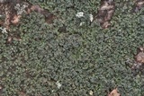 Psorula rufonigra image