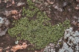 Psorula rufonigra image