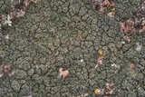Psorula rufonigra image