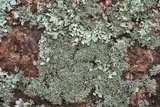 Physcia halei image