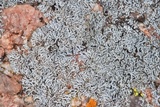 Physcia halei image