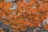 Caloplaca appressa image
