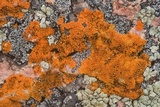 Caloplaca appressa image