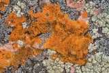 Caloplaca appressa image