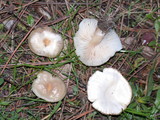 Clitocybe fragrans image