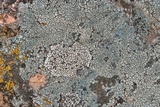Buellia spuria image