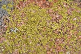 Acarospora contigua image