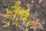 Acarospora contigua image