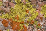 Acarospora contigua image