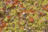 Acarospora contigua image