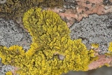 Candelina submexicana image