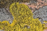 Candelina submexicana image