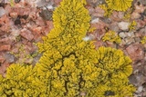 Candelina submexicana image