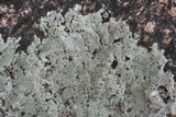 Dimelaena oreina image