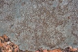 Dimelaena oreina image