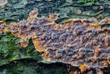 Phlebia radiata image