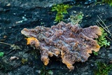 Phlebia radiata image