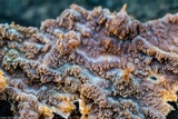 Phlebia radiata image