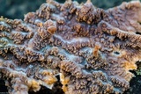 Phlebia radiata image
