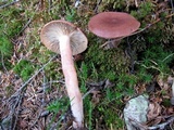 Lactarius rufus image