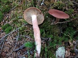 Lactarius rufus image