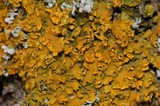 Oxneria fallax image