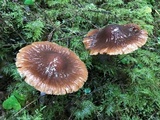 Cortinarius seidliae image