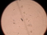 Annulohypoxylon thouarsianum var. thouarsianum image