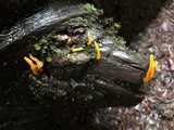 Calocera cornea image
