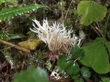Clavulina coralloides image