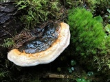 Fomitopsis mounceae image