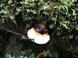 Fomitopsis mounceae image