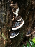 Fomitopsis mounceae image