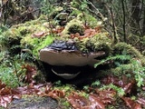 Fomitopsis mounceae image