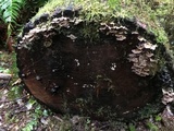 Chondrostereum purpureum image