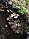 Chondrostereum purpureum image