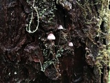 Mycena subcaerulea image