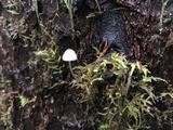Mycena subcaerulea image