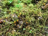 Peltigera neopolydactyla image