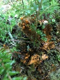 Peltigera neopolydactyla image