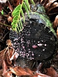 Ascocoryne sarcoides image