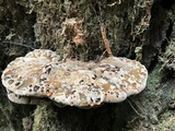 Inonotus dryadeus image