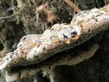 Inonotus dryadeus image